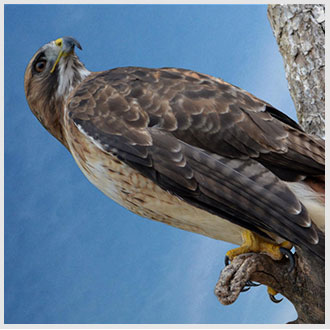 Nature documentary